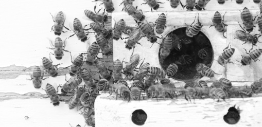 bees in hive